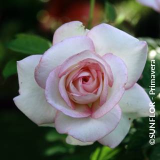 ©SUNFLOR - Primavera
